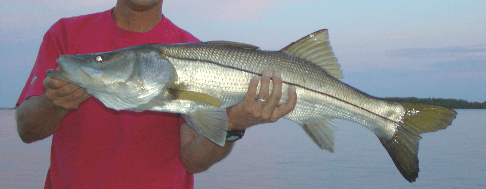 fishing southwest florida / fort myers, fort myers beach, sanibel, captiva, Pine Island, boca grande
