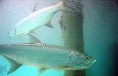 fishing-charter-florida-300px-Atlantic_tarpon