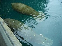 fishing-charter-florida-300px-manatee_watching