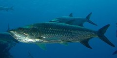 tarpon-fishing-charter-florida-300px-Tarpon3
