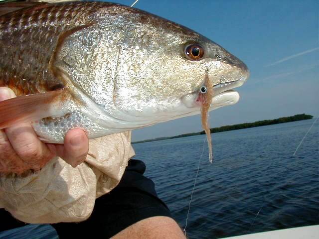 redfish