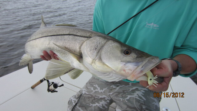 sanibel snook