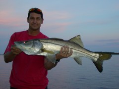 Sanibel Snook