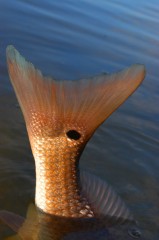 Redfish-Tail