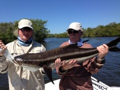 Cobia