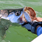 Tarpon