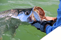 Tarpon