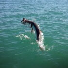 Tarpon Fishing Florida