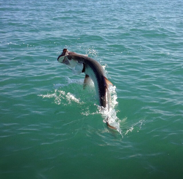 Tarpon Fishing Florida